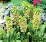 Eucomis bicolor - Image 2